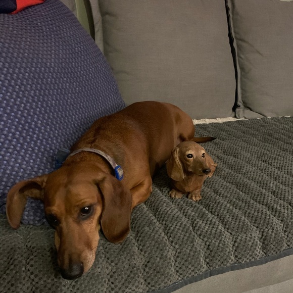 Meet your Posher, Tyler - Picture 1 of 1